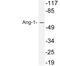 Angiopoietin 1 antibody, LS-B13444, Lifespan Biosciences, Western Blot image 