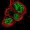 Neuronal PAS Domain Protein 2 antibody, NBP1-88612, Novus Biologicals, Immunocytochemistry image 
