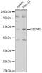 Gasdermin D antibody, GTX01070, GeneTex, Western Blot image 