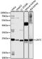 Lin-7 Homolog C, Crumbs Cell Polarity Complex Component antibody, 16-650, ProSci, Western Blot image 