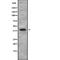 Left-right determination factor 2 antibody, abx216547, Abbexa, Western Blot image 