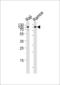 CD19 antibody, LS-B3624, Lifespan Biosciences, Western Blot image 