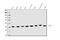 COP9 Signalosome Subunit 5 antibody, M01849-2, Boster Biological Technology, Western Blot image 