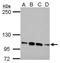 Fibulin 2 antibody, TA307986, Origene, Western Blot image 