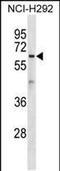 Atlastin-1 antibody, PA5-48797, Invitrogen Antibodies, Western Blot image 