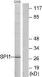 Transcription factor PU.1 antibody, LS-C118804, Lifespan Biosciences, Western Blot image 