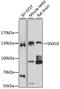 Sorting Nexin 19 antibody, 19-546, ProSci, Western Blot image 