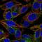 Asialoglycoprotein Receptor 1 antibody, NBP1-85580, Novus Biologicals, Immunocytochemistry image 