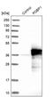 Polyglutamine Binding Protein 1 antibody, PA5-51651, Invitrogen Antibodies, Western Blot image 