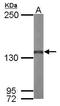 Nardilysin Convertase antibody, GTX114591, GeneTex, Western Blot image 