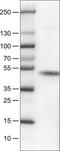 Carbonic anhydrase 12 antibody, NBP2-52902, Novus Biologicals, Western Blot image 