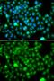 N-6 Adenine-Specific DNA Methyltransferase 1 antibody, GTX32649, GeneTex, Immunofluorescence image 