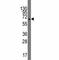 ADPRT3 antibody, F40077-0.4ML, NSJ Bioreagents, Western Blot image 