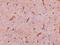 GID Complex Subunit 8 Homolog antibody, NBP1-77366, Novus Biologicals, Immunohistochemistry paraffin image 