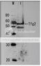 General Transcription Factor IIF Subunit 2 antibody, 62-020, BioAcademia Inc, Western Blot image 