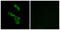 Complement C1q B Chain antibody, LS-C119867, Lifespan Biosciences, Immunofluorescence image 