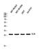 Interleukin 26 antibody, A07565, Boster Biological Technology, Western Blot image 