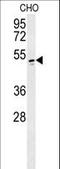 RCC1 Like antibody, LS-C160568, Lifespan Biosciences, Western Blot image 