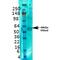 Solute Carrier Family 17 Member 6 antibody, MA5-27613, Invitrogen Antibodies, Western Blot image 