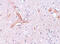 Zinc Finger CCCH-Type Containing 12C antibody, 5677, ProSci, Immunohistochemistry paraffin image 