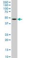  antibody, H00026468-M06, Novus Biologicals, Western Blot image 