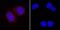 Mitogen-Activated Protein Kinase 12 antibody, MAB1347, R&D Systems, Immunocytochemistry image 