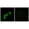 Histidine Triad Nucleotide Binding Protein 1 antibody, PA5-49809, Invitrogen Antibodies, Immunofluorescence image 