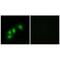 Hint antibody, PA5-49809, Invitrogen Antibodies, Immunofluorescence image 