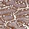 Transmembrane Channel Like 5 antibody, NBP1-83697, Novus Biologicals, Immunohistochemistry frozen image 