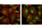 Mitogen-Activated Protein Kinase 12 antibody, 8690L, Cell Signaling Technology, Immunocytochemistry image 