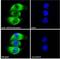5-Hydroxytryptamine Receptor 2A antibody, NBP2-26091, Novus Biologicals, Immunocytochemistry image 