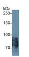 Periostin antibody, LS-C727961, Lifespan Biosciences, Western Blot image 