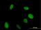 Vestigial Like Family Member 1 antibody, H00051442-B02P, Novus Biologicals, Immunocytochemistry image 