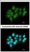 Nuclear Receptor Subfamily 3 Group C Member 1 antibody, NBP2-42221, Novus Biologicals, Immunofluorescence image 