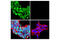 Homeobox B9 antibody, 27967S, Cell Signaling Technology, Immunocytochemistry image 