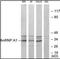 Heterogeneous Nuclear Ribonucleoprotein A1 antibody, orb95396, Biorbyt, Western Blot image 