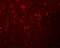 EF-Hand Domain Family Member D2 antibody, 5657, ProSci, Immunofluorescence image 