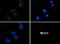 CD4 antibody, NBP1-19371, Novus Biologicals, Immunofluorescence image 