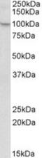 NLR Family Pyrin Domain Containing 12 antibody, MBS423301, MyBioSource, Western Blot image 