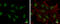 SLU7 Homolog, Splicing Factor antibody, GTX125955, GeneTex, Immunofluorescence image 