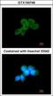 Spleen Associated Tyrosine Kinase antibody, GTX100748, GeneTex, Immunocytochemistry image 