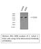 CD16 antibody, M01408, Boster Biological Technology, Western Blot image 