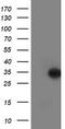 Lactamase Beta 2 antibody, TA502587, Origene, Western Blot image 