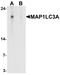 LC3A antibody, TA326682, Origene, Western Blot image 