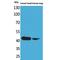 Actin Alpha Cardiac Muscle 1 antibody, LS-B15557, Lifespan Biosciences, Western Blot image 