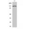 Elongation Factor Tu GTP Binding Domain Containing 2 antibody, LS-C386125, Lifespan Biosciences, Western Blot image 