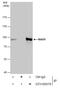 Mitotic Arrest Deficient 1 Like 1 antibody, GTX105079, GeneTex, Immunoprecipitation image 