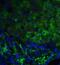 Tumor Protein P53 Inducible Nuclear Protein 1 antibody, 3045, ProSci, Immunofluorescence image 