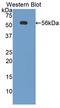 CD46 Molecule antibody, LS-C709359, Lifespan Biosciences, Western Blot image 