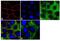 Claudin 4 antibody, 329494, Invitrogen Antibodies, Immunofluorescence image 